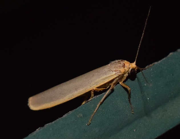 Eilema sp. da ID